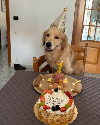 Golden retriever per monta accoppiamento