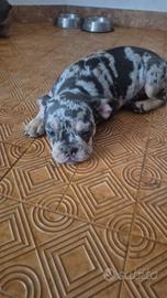 Bulldog francese