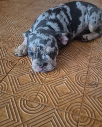 Bulldog francese