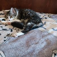 Gattina