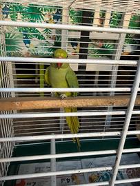 Parrocchetto da collare verde