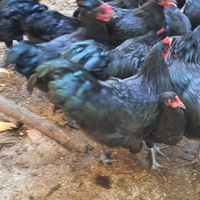 Giovani galli razza australorp
