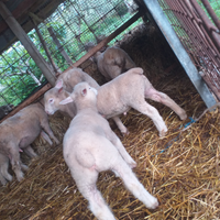 Agnelli ile de frens