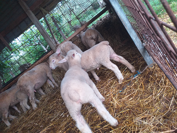 Agnelli ile de frens