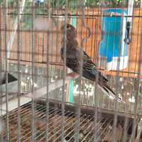 Parrocchetti di Bourke