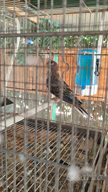 Parrocchetti di Bourke