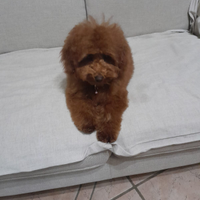 Barboncino toy pedigree enci