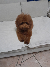 Barboncino toy pedigree enci