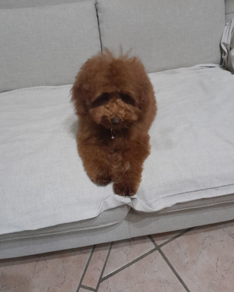 Barboncino toy pedigree enci