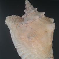 Enorme conchiglia  ostrica Strombus Gigas