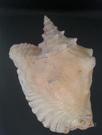 Enorme conchiglia  ostrica Strombus Gigas