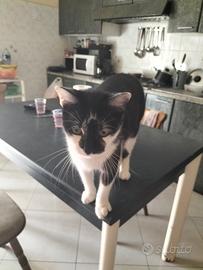 Gatto affettuoso