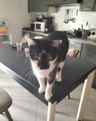Gatto affettuoso