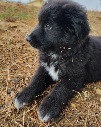 Cuccioli futura taglia media