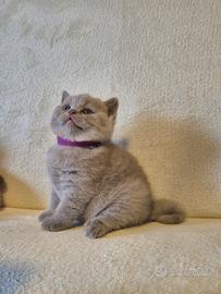 British shorthair e scottish
