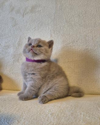 British shorthair e scottish