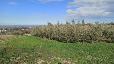 Terreno con olivi oliveto