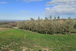 Terreno con olivi oliveto