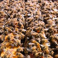 Famiglie api Ligustica