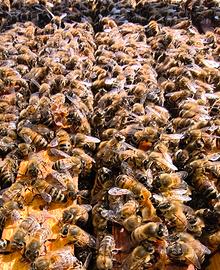 Famiglie api Ligustica