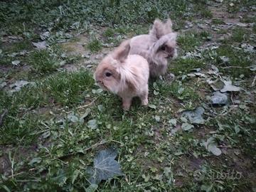 Conigli nani testa di leone