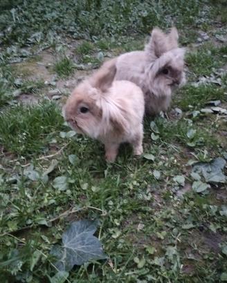 Conigli nani testa di leone