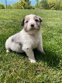 Cuccioli pastore australiano con pedigree ENCI