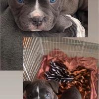 American Bully Poket