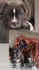 American Bully Poket