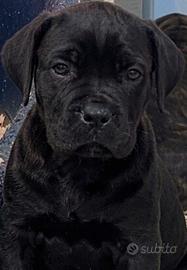 Cane corso cuccioli