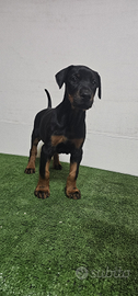 Dobermann pedigree ENCI