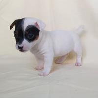 Ultimo maschietto jack Russell