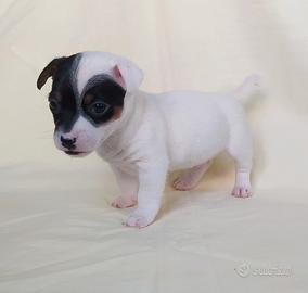 Ultimo maschietto jack Russell