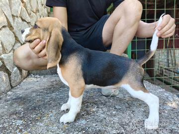 Beagle 