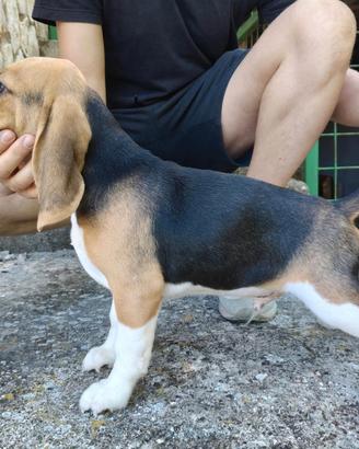 Beagle 
