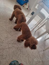 accoppiamento 