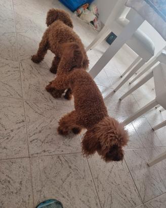 accoppiamento 