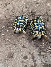 Tartarughe maschio