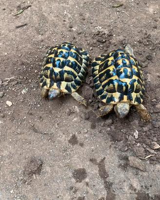 Tartarughe maschio