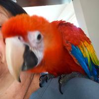Ara Macaoo allevata a mano