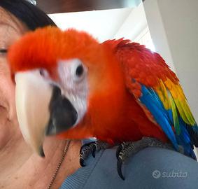 Ara Macaoo allevata a mano