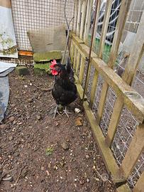 Coppia gallo moroseta e gallina ovaiola