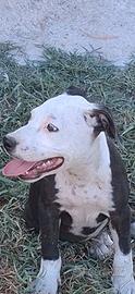 Pitbull