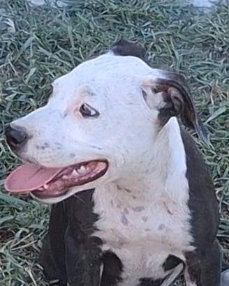 Pitbull