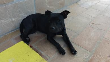 Staffordshire Bull Terrier