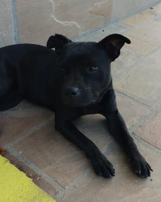 Staffordshire Bull Terrier