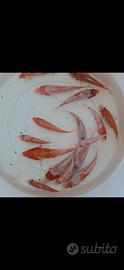 Koi kohaku