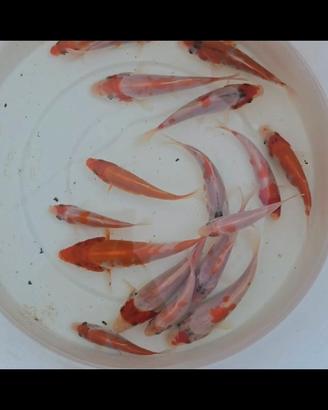 Koi kohaku
