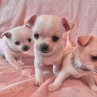 Cuccioli chihuahua