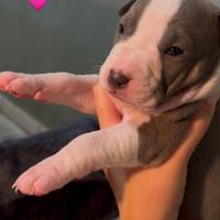 Cuccioli Pitbull ukc